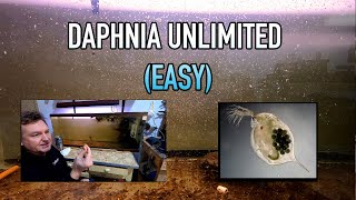 How I Raise Daphnia Water Fleas And You Can Too [upl. by Nabatse531]