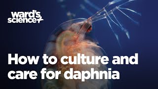 Caring and Culturing for Daphnia [upl. by Marler831]