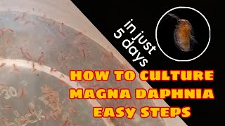 How to Culture Magna Daphnia Easily [upl. by Princess]