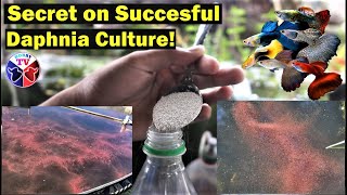 How to Culture Daphnia Successfully [upl. by Enecnarf]