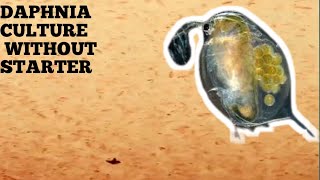 HOW TO CULTURE DAPHNIA NATURALLY WITHOUT A STARTER [upl. by Gentilis]