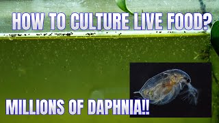 How to Culture Daphnia Secret Method to Breed MILLIONS  Simply Aquatic [upl. by Orsola]