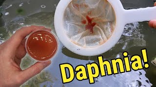 How I Culture Daphnia In Outdoor Tubs [upl. by Sheridan684]