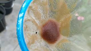 How to culture daphnia moina in a small container Part 1 English Subtitle [upl. by Idelle]