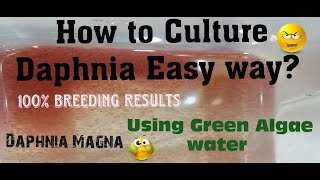 Daphnia MagnaHow to Culture Daphnia Easy wayCulturing Daphnia using Green water Daphnia [upl. by Kristian266]