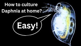 BEST Live Fish Food Beginner guide How to Culture Daphnia at home [upl. by Uzziel]