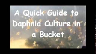 How to culture daphnia outside [upl. by Langelo268]