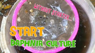 How to culture daphnia moina the easy way 1  Starting the Daphnia culture [upl. by Lea]