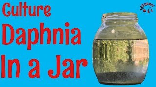 How to Culture Daphnia in a Jar [upl. by Lyrac]