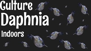 How to Culture Daphnia [upl. by Ennaitsirk724]