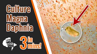 How to culture DAPHNIA MAGNA  The easy way [upl. by Deehahs]