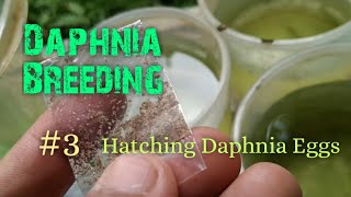 Daphnia Culture made simple and easy 3  Hatching Daphnia eggs [upl. by Senoj]