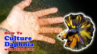 How to Culture Daphnia with ZERO Cost  Unlimited Live Food For Our Fish [upl. by Nesyaj589]