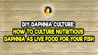 DIY Daphnia Culture How to Culture Nutritious Daphnia as Live Food for Your Fish [upl. by Dodson]