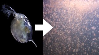 How I Culture Daphnia [upl. by Ras]