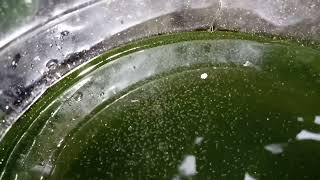 DAPHNIA MOINA CULTURE IN A SMALL BUCKET [upl. by Nirac]