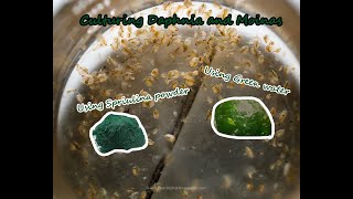 How To Culture Daphnia and Moinas using Green Water Spirulina powder [upl. by Cagle]