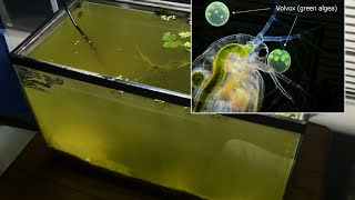 Raising Daphnia for the Freshwater Aquarium [upl. by Derdlim]