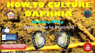 HOW TO CULTURE DAPHNIA In Easy Way [upl. by Danit]